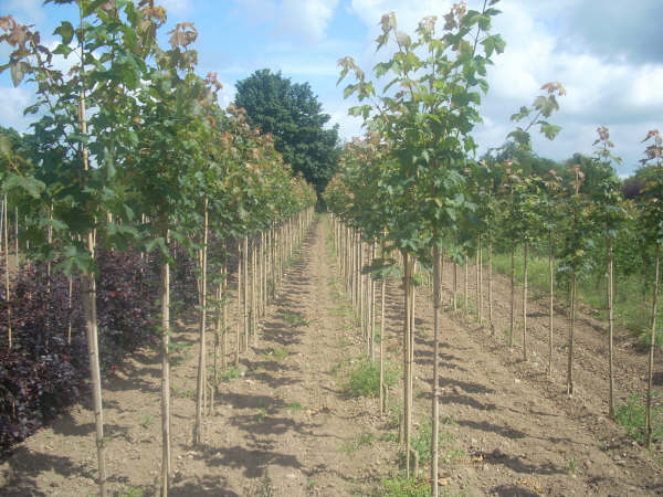 Acer platanoides Farlakes Green