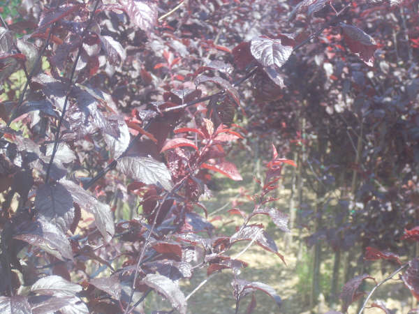 Prunus cerasifera Nigra ( Purple Plum)