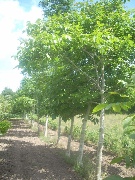 Juglans regia (Common Walnut) 30/35 cm