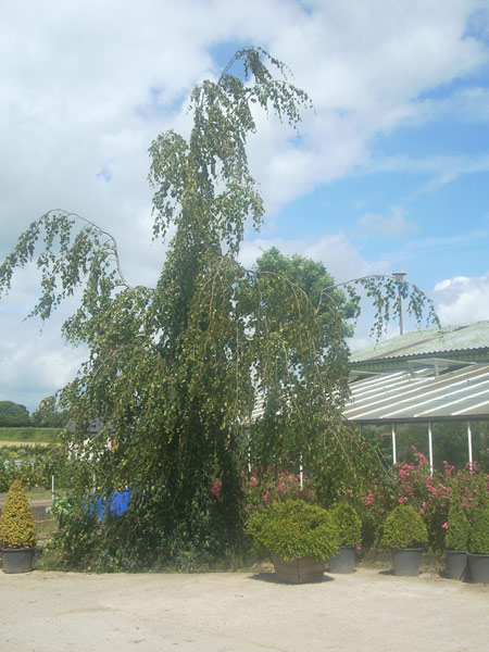 Fagus sylvatica Pendula 45cm