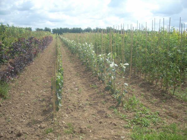 Young trees lined out in Nursery