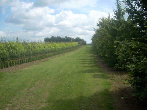 Mature beech on right