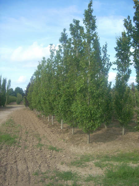 Carpinus betula Frans Fontaine 20/25 cm