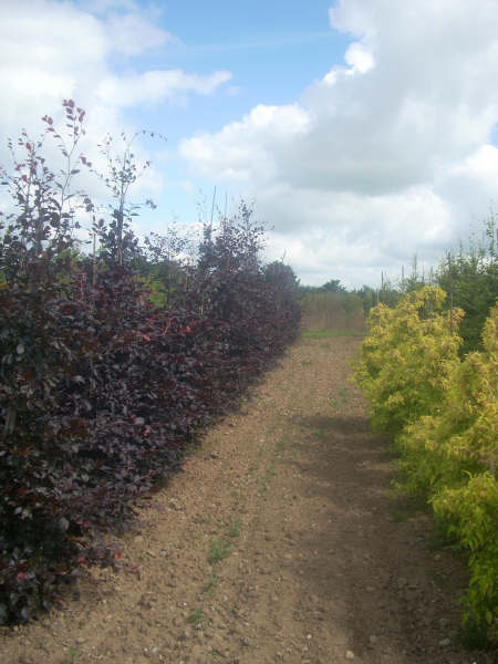 Fagus sylvatica Atropunicea