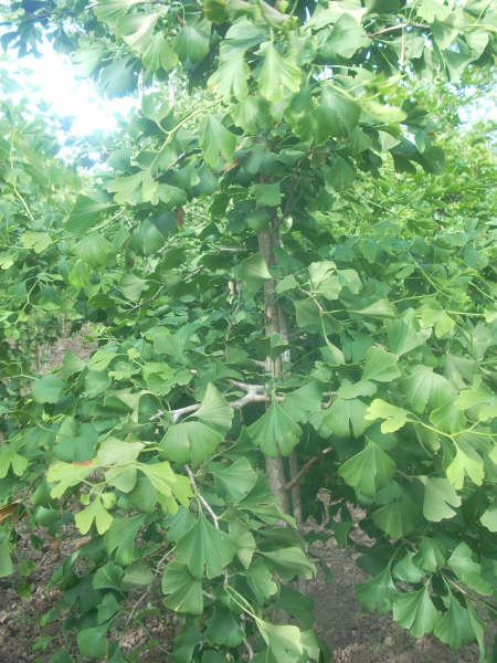 Ginko Biloba