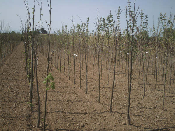 Newly planted limes