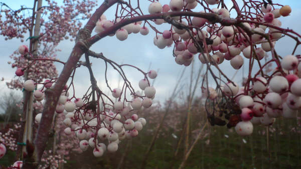 Sorbus auc. Vilmorinii (fruit)