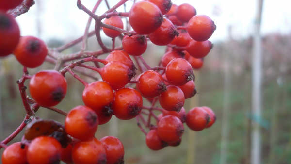 Sorbus auc. Commixta  (fruit)