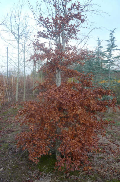Fagus sylvatica Winter foliage