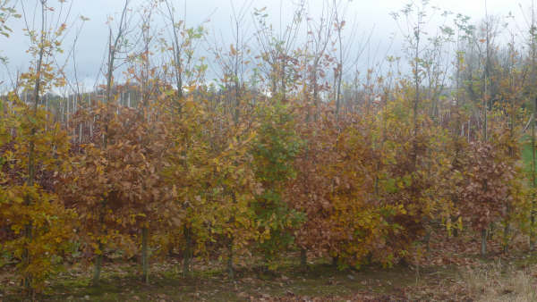 Quercus robur Autumn colour
