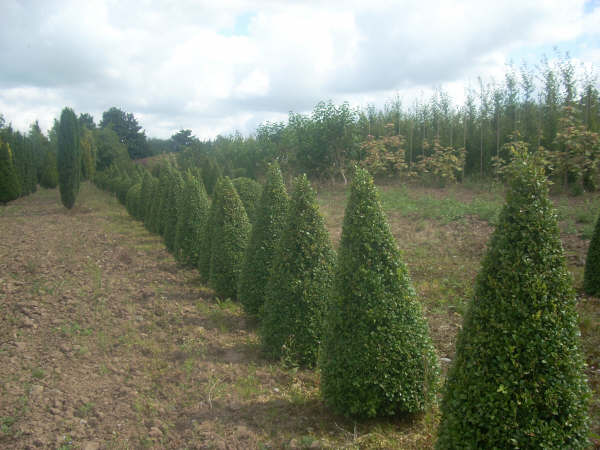 Pyramid Box , size 1.3 metres