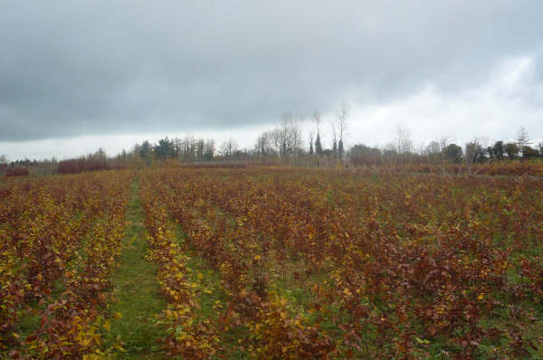 Fagus sylvatica before lifting