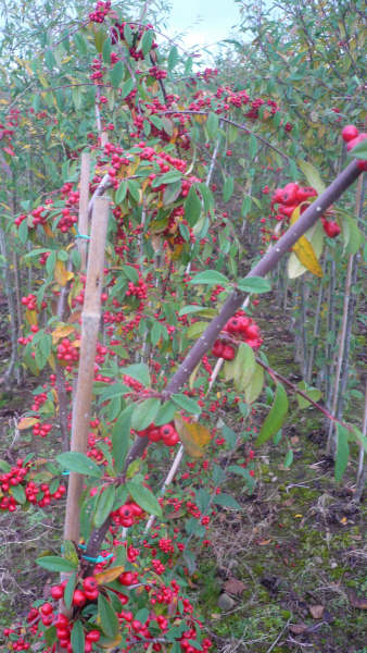 Cotoneaster hybridus pendulus