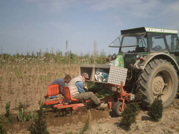 Spring planting