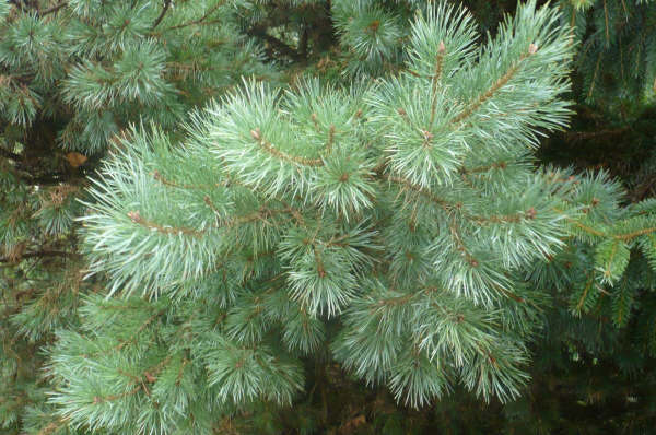 Pinus sylvestris