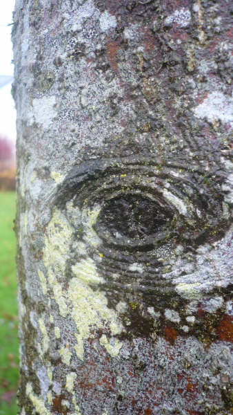 Lime tree trunk