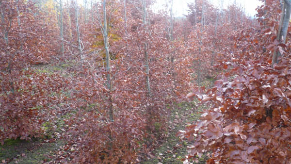 Fagus sylvatica Winter foliage