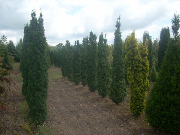 Taxus baccata Fastigiata