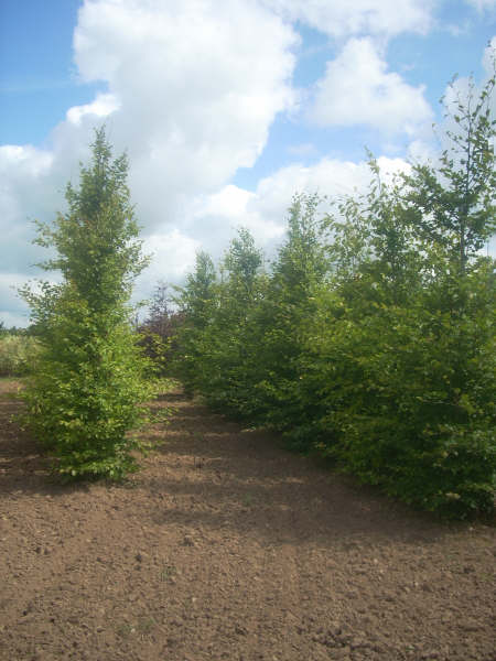 Fagus sylvatica 20/25 cm