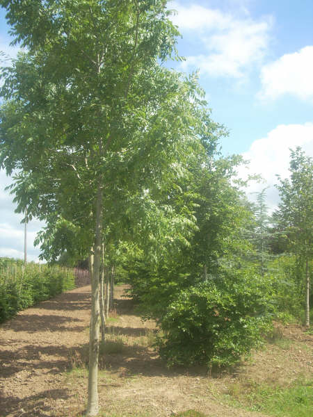 Fraxinus excelsior Westhof Glory