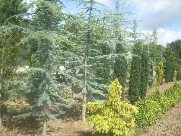 Cedrus atlantica Glauca in foreground