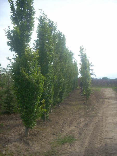 Fagus sylvatica Dawyck