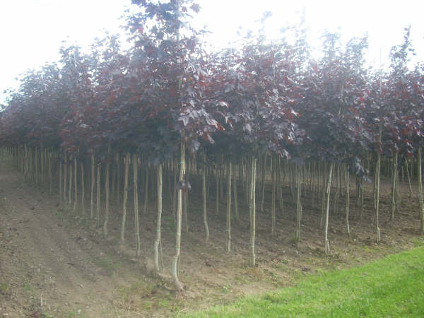 Acer platanoides Crimson King 12/14 cm