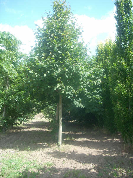 Tilia Pallida  25/30 cm 