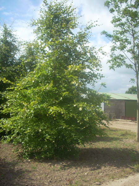 Fagus sylvatica 30/35 cm